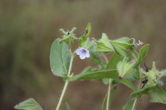 Trichodesma sedgwickianum